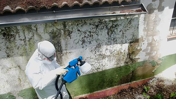 Trusted Mold Remediation service in Merchantville, NJ - Cheap Mold Removal